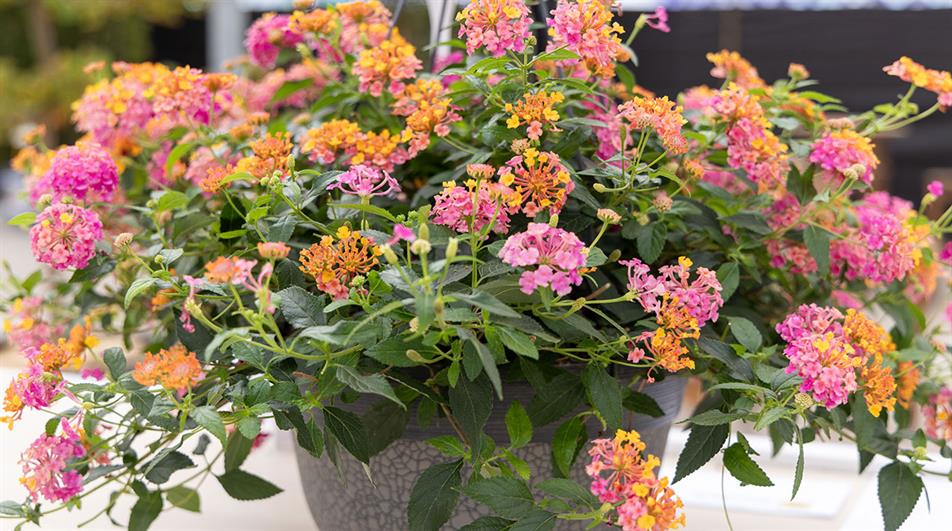 Lantana 'Passion Fruit'